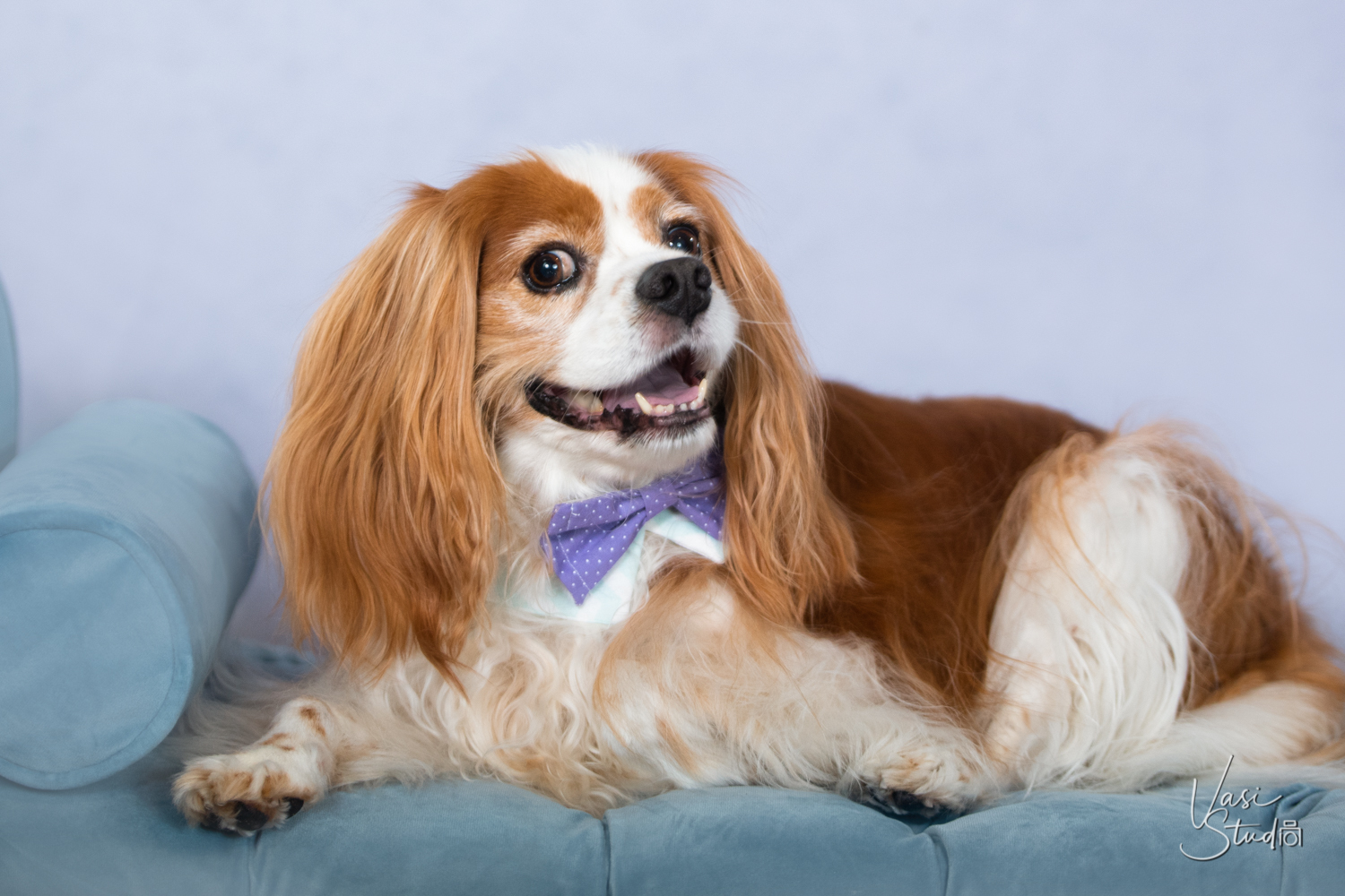 Pet Photography in Palm Beach Gardens, FL