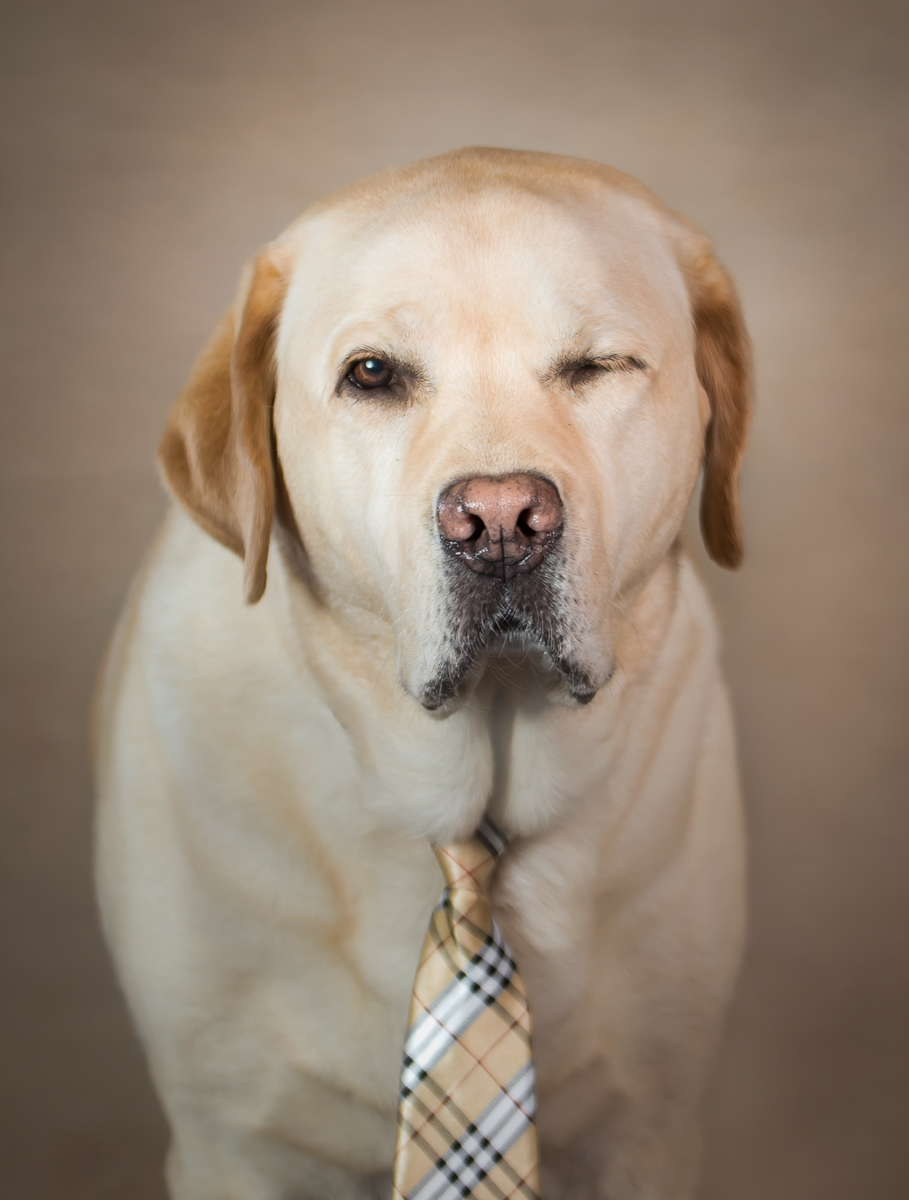 We specialize in family portraits and pet photography.