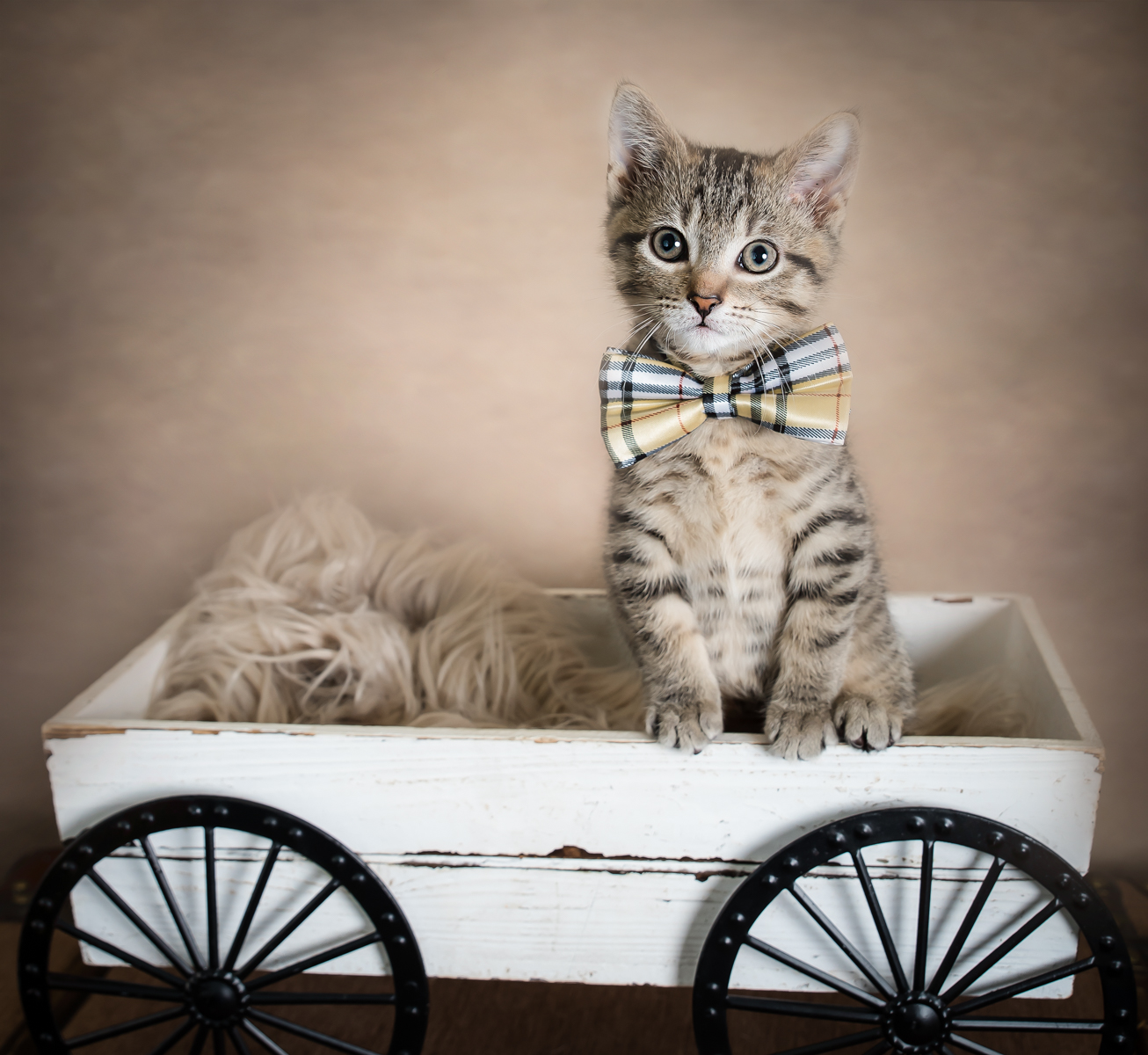 Pet Photography in Palm Beach Gardens, FL