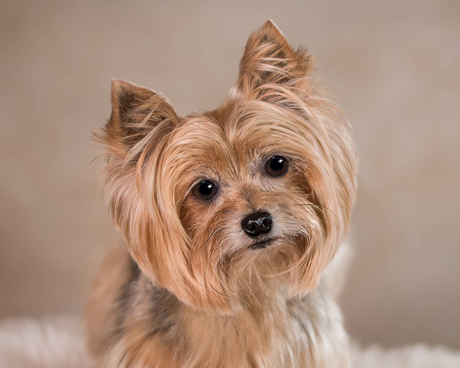 Small and large dog photographer in Palm Beach Gardens, FL