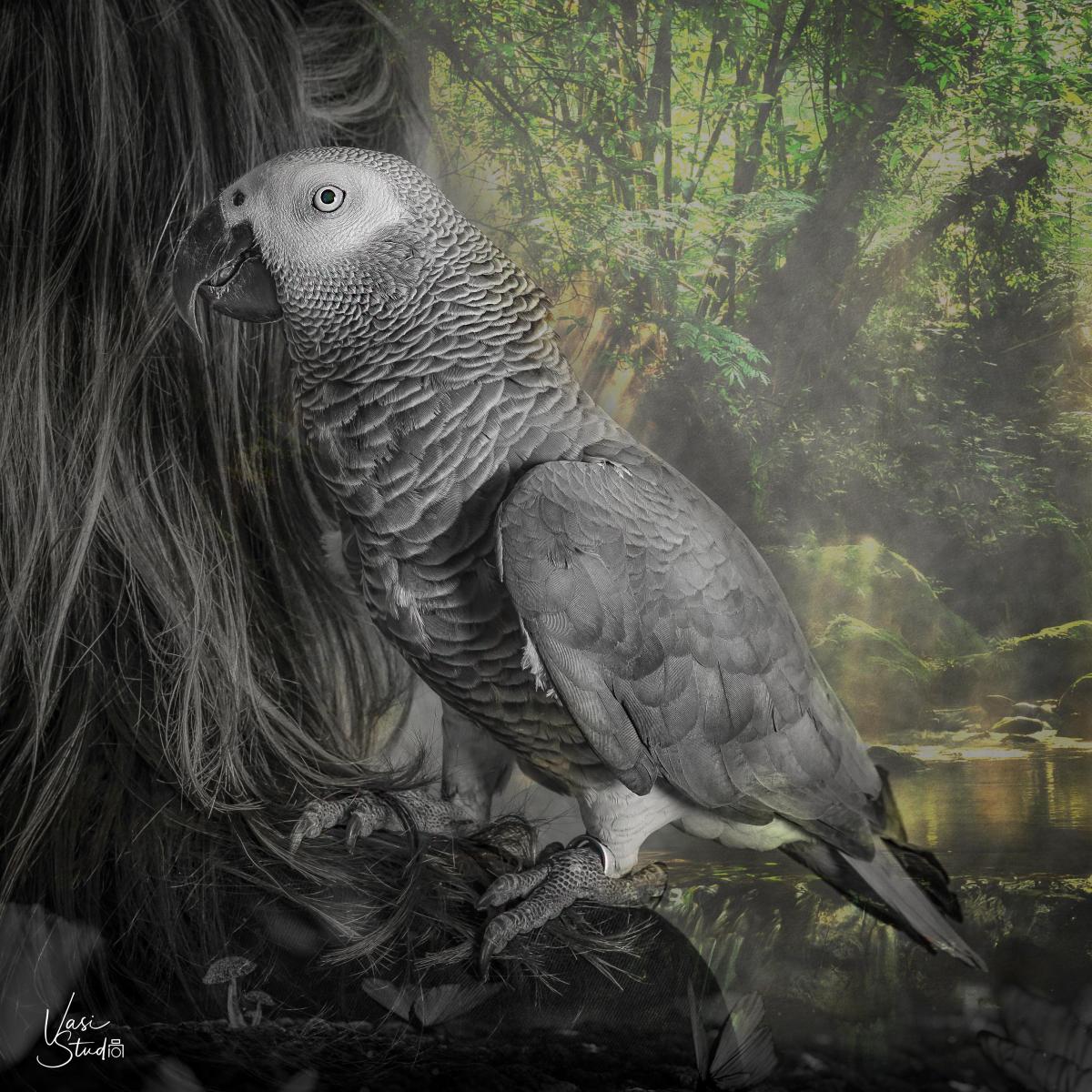 Parrot Bird Creative Art Piece. You can send us your photo and create a wall art piece for your home.