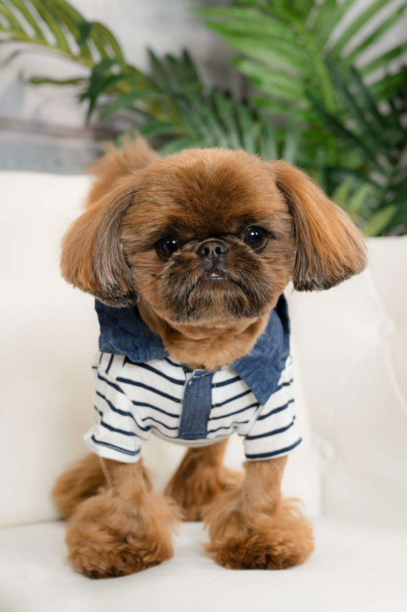 Pet Photography in Palm Beach Gardens, Jupiter, Alton, South Florida best photographer.