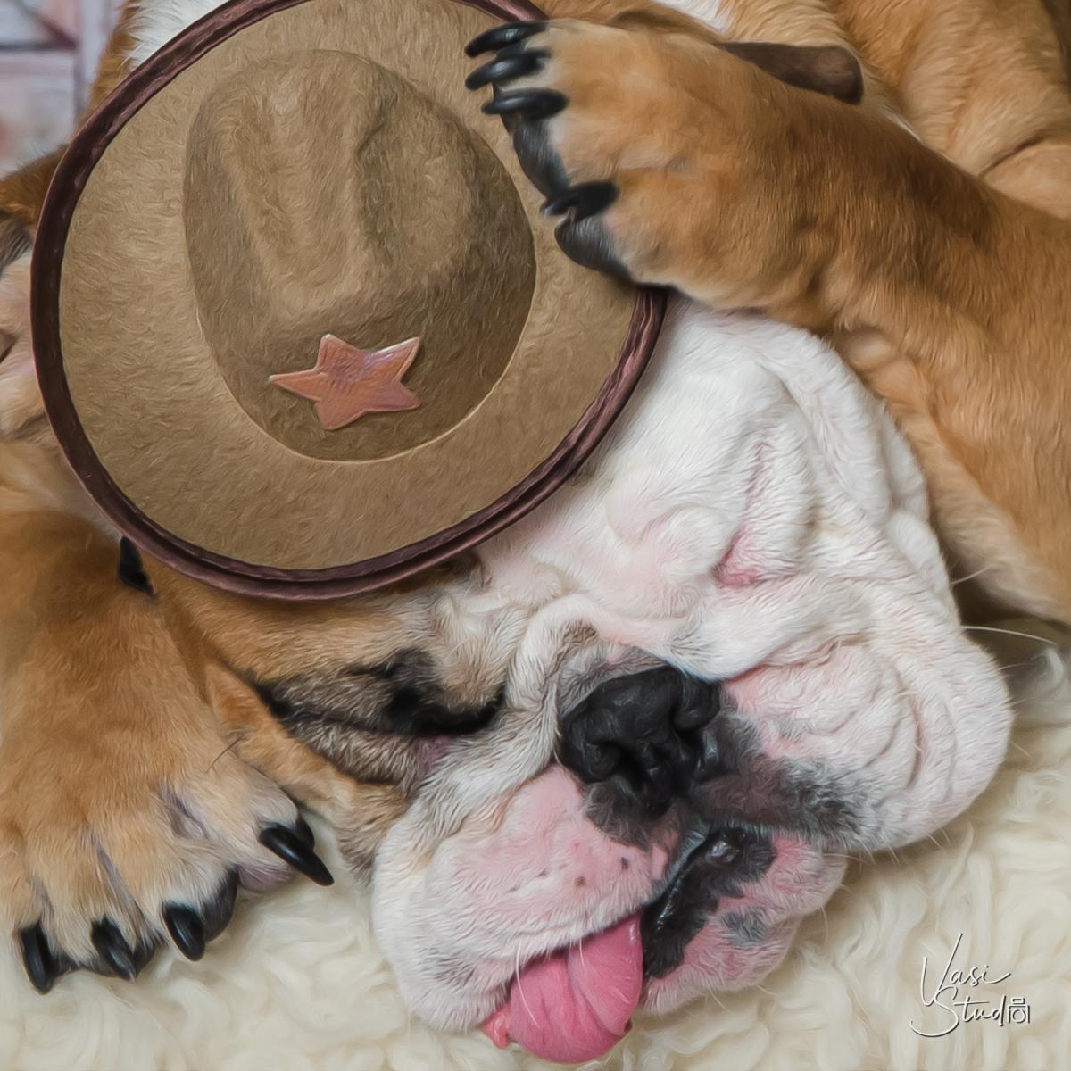 Beautiful and very special pet photography!