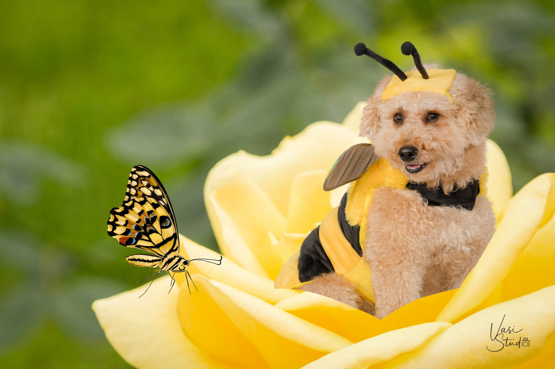 Canvas for your home decor of your pets! Let's create memories.