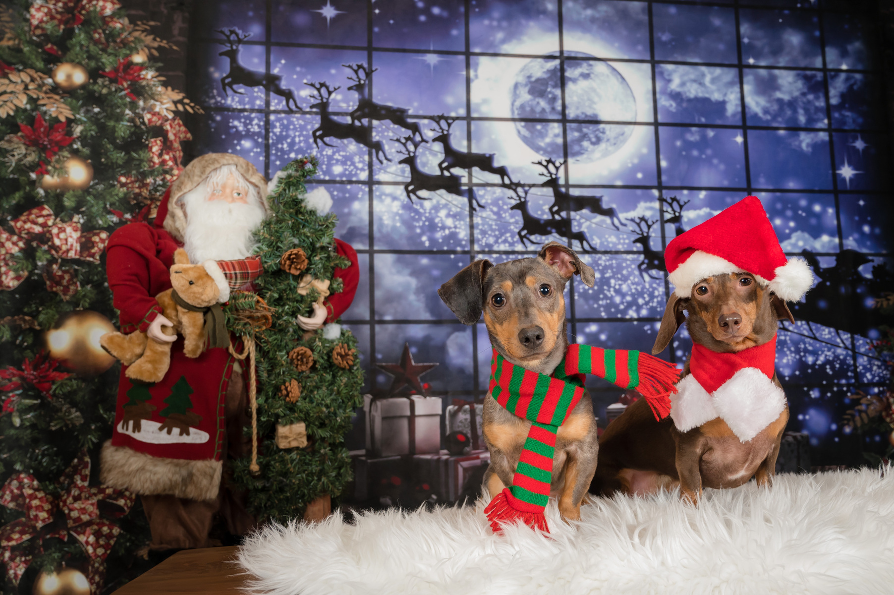 Holiday pet portraits in Jupiter, Palm Beach , Palm Beach Gardens.