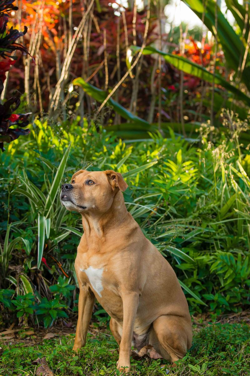 Outdoor - Park pet photo Hi, it is Vasi the photographer. I am looking forwart to our photo session. My address is 523 Commons Drive, Palm Beach Gardens, FL 33418. See you soon! in Palm Beach Gardens. Vasi Siedman , 561-307-9875