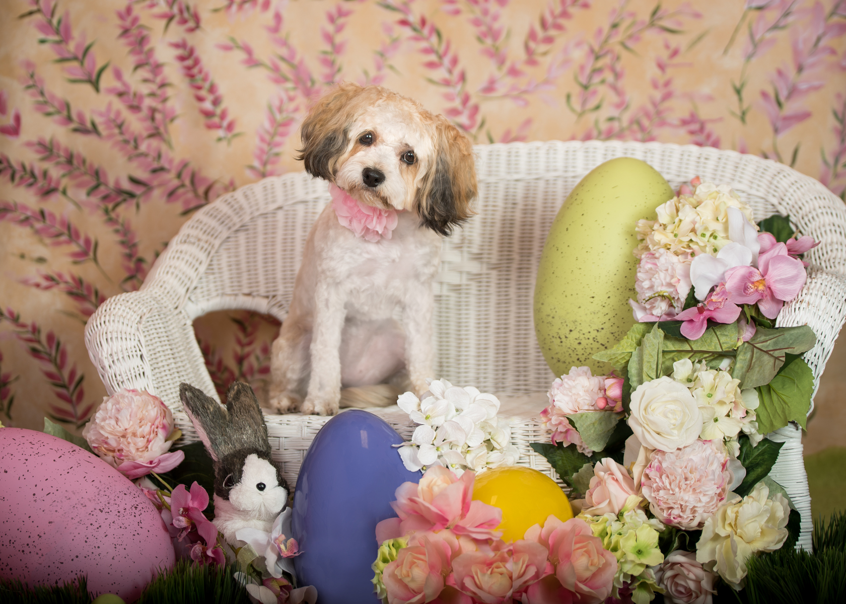 Vasi Siedman Pet Photographer