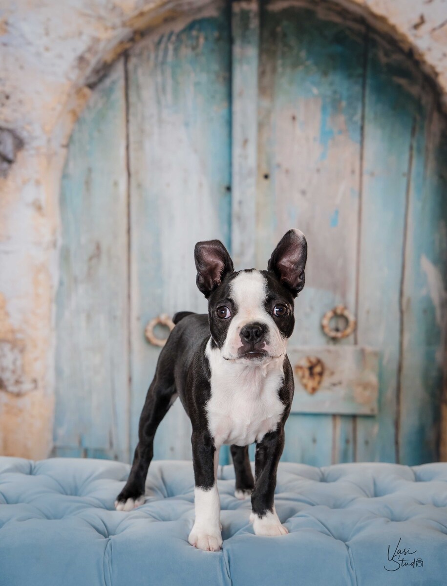 We specialize in family portraits and pet photography.