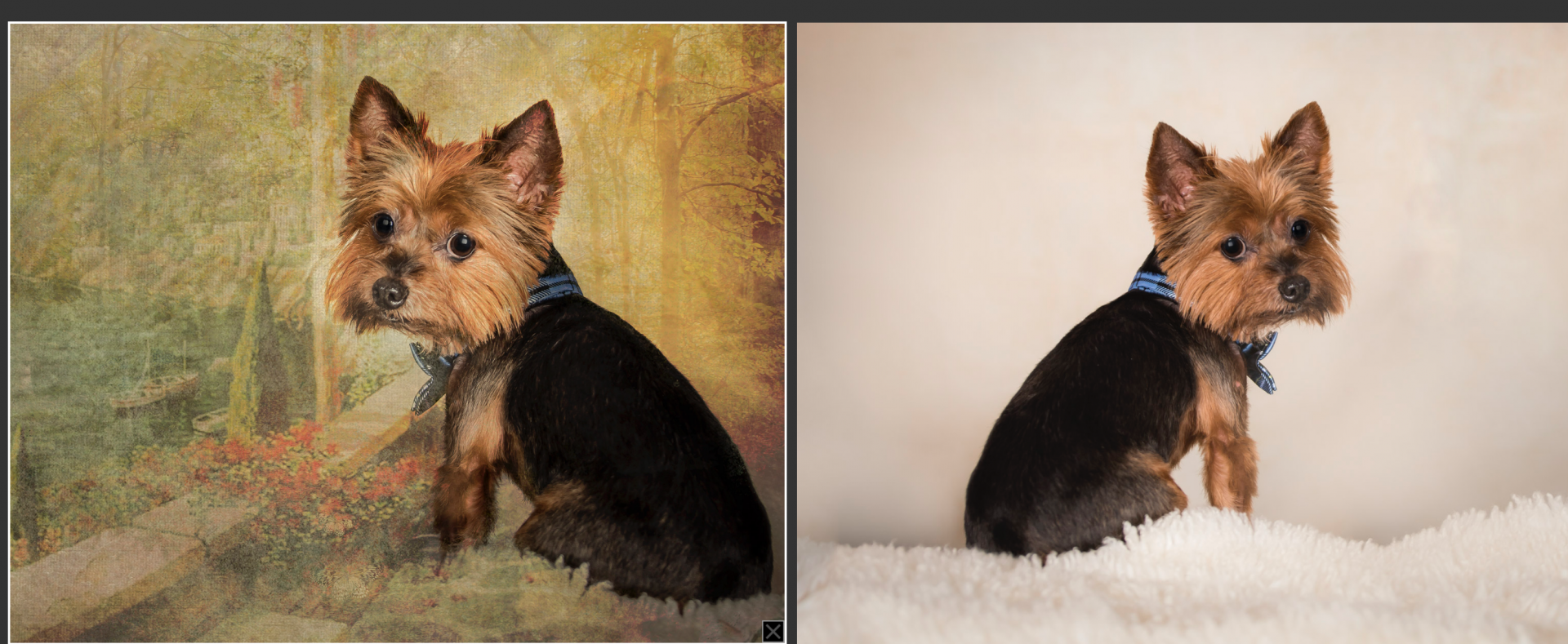 Creative Animal Art in South Florida by Vasi Studio