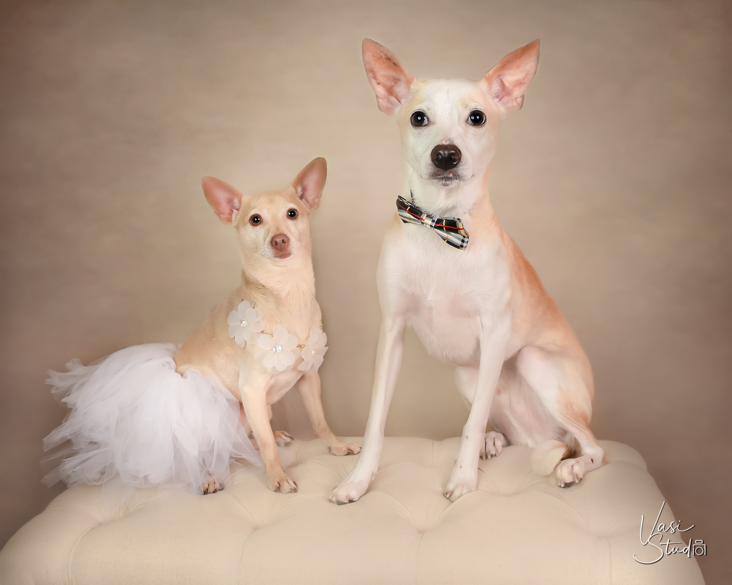 Vasi Studio is located in Palm Beach Gardens, FL.