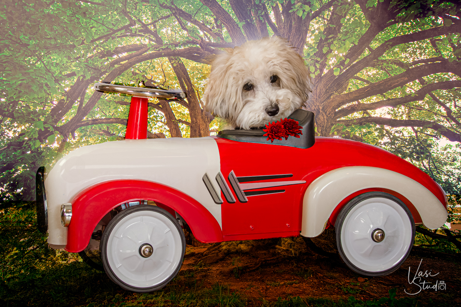 Fine Art Pet Wall Art pieces printed on canvas, velvet or metal.