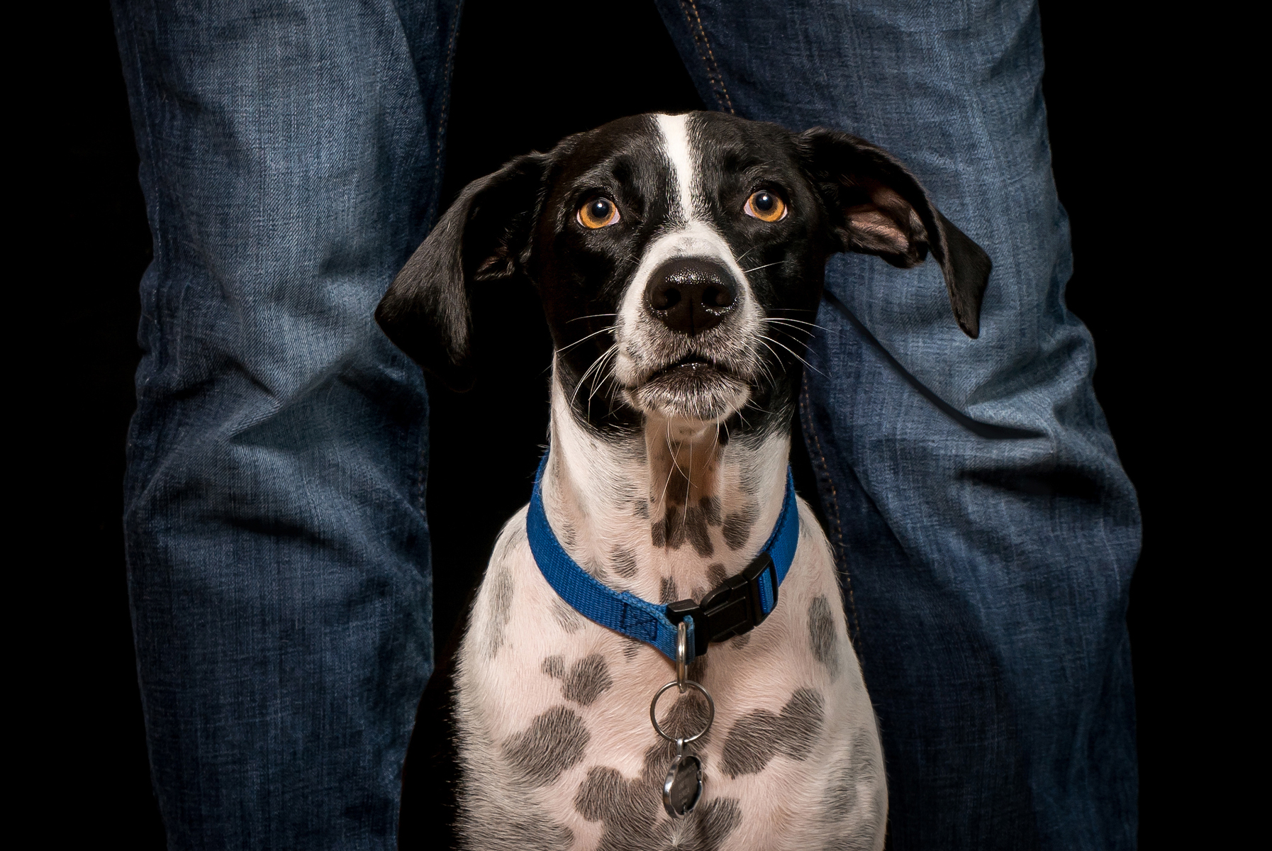 Our portraits capture the unique personalities of your dogs and cats.