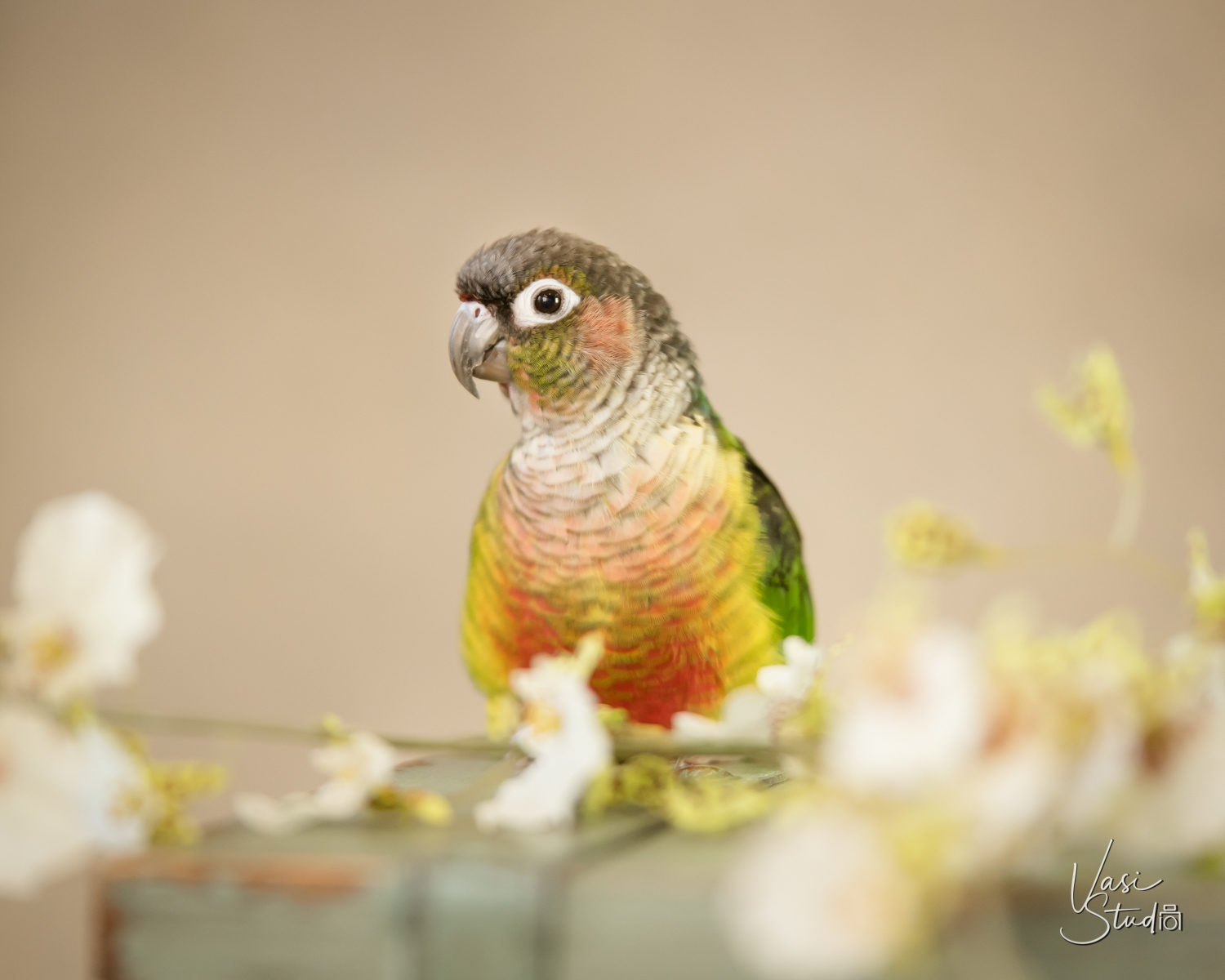 Vasi Studio is located in Palm Beach Gardens, FL. Birds