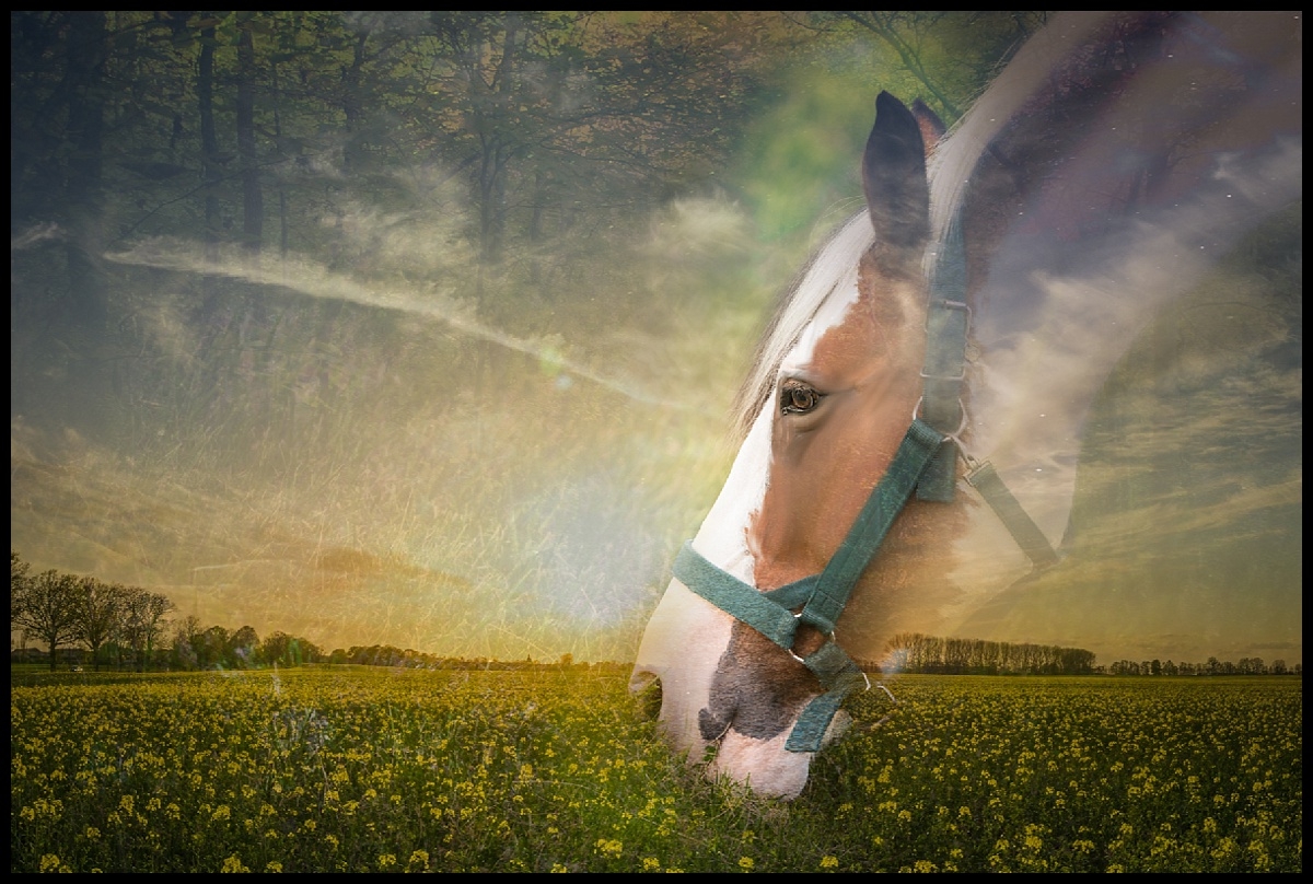 Creative Animal Art in South Florida by Vasi Studio. Call us today  at 561-308-9875