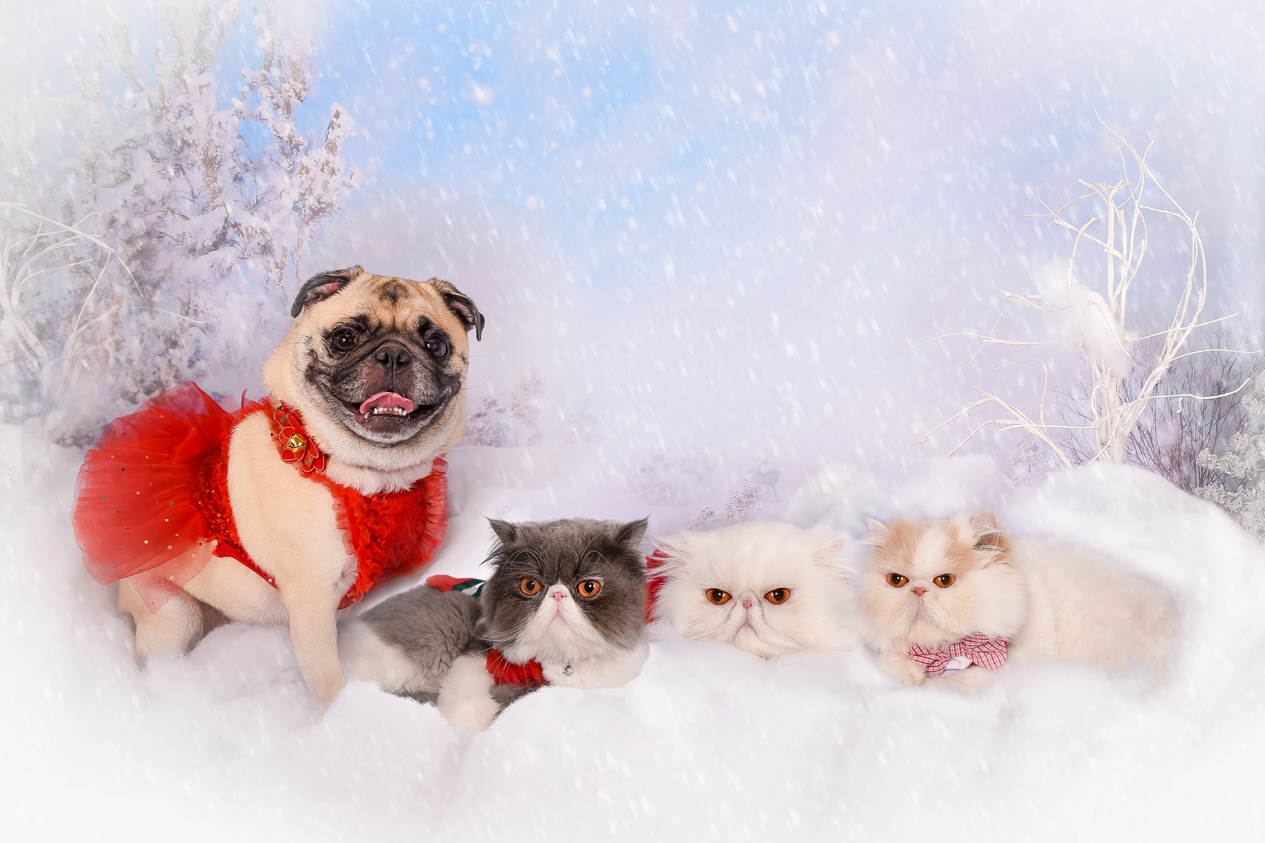 Holiday Pet Photography in Palm Beach.
