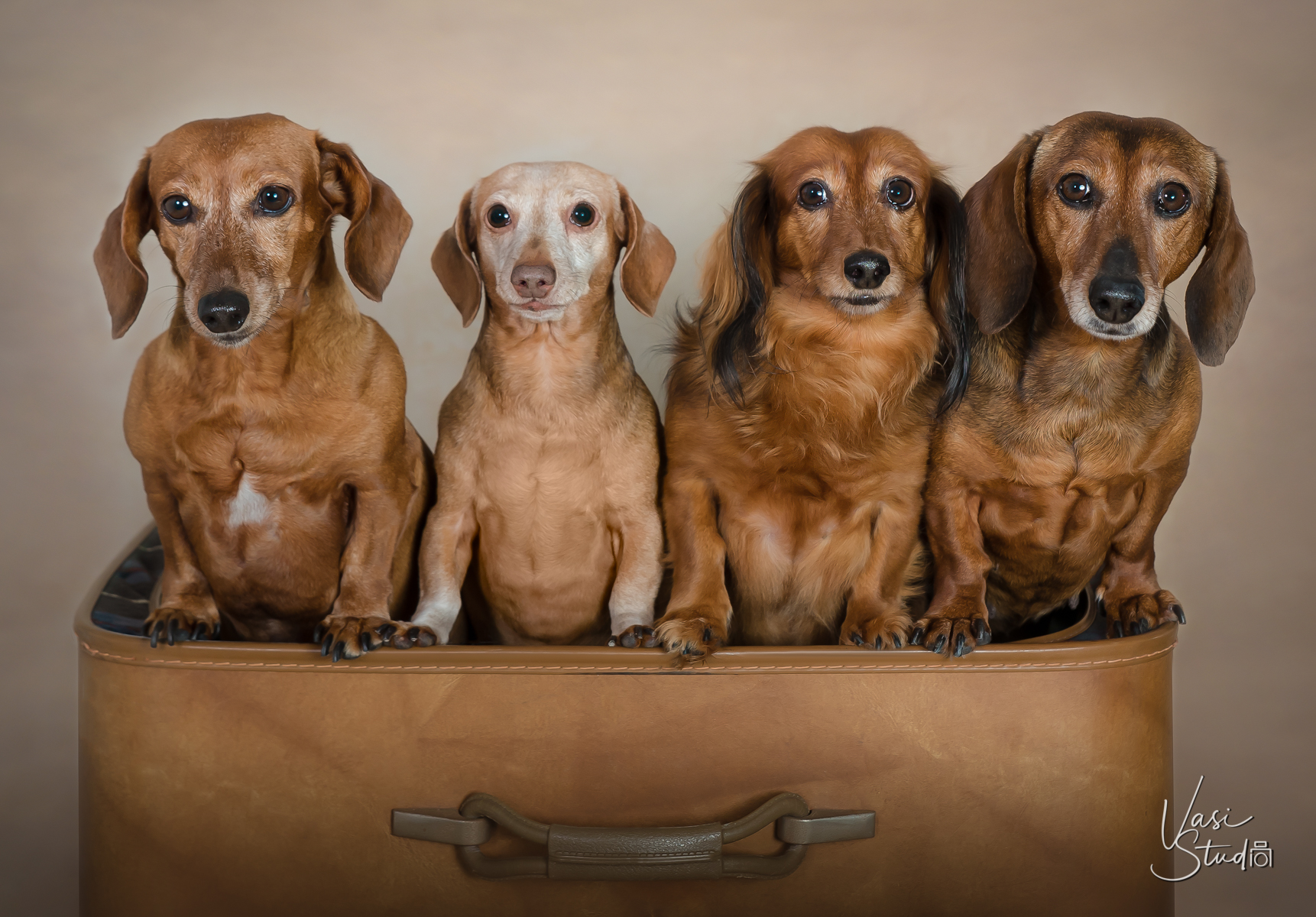 4 doggies, Vasi Studio is located in Palm Beach Gardens, FL.