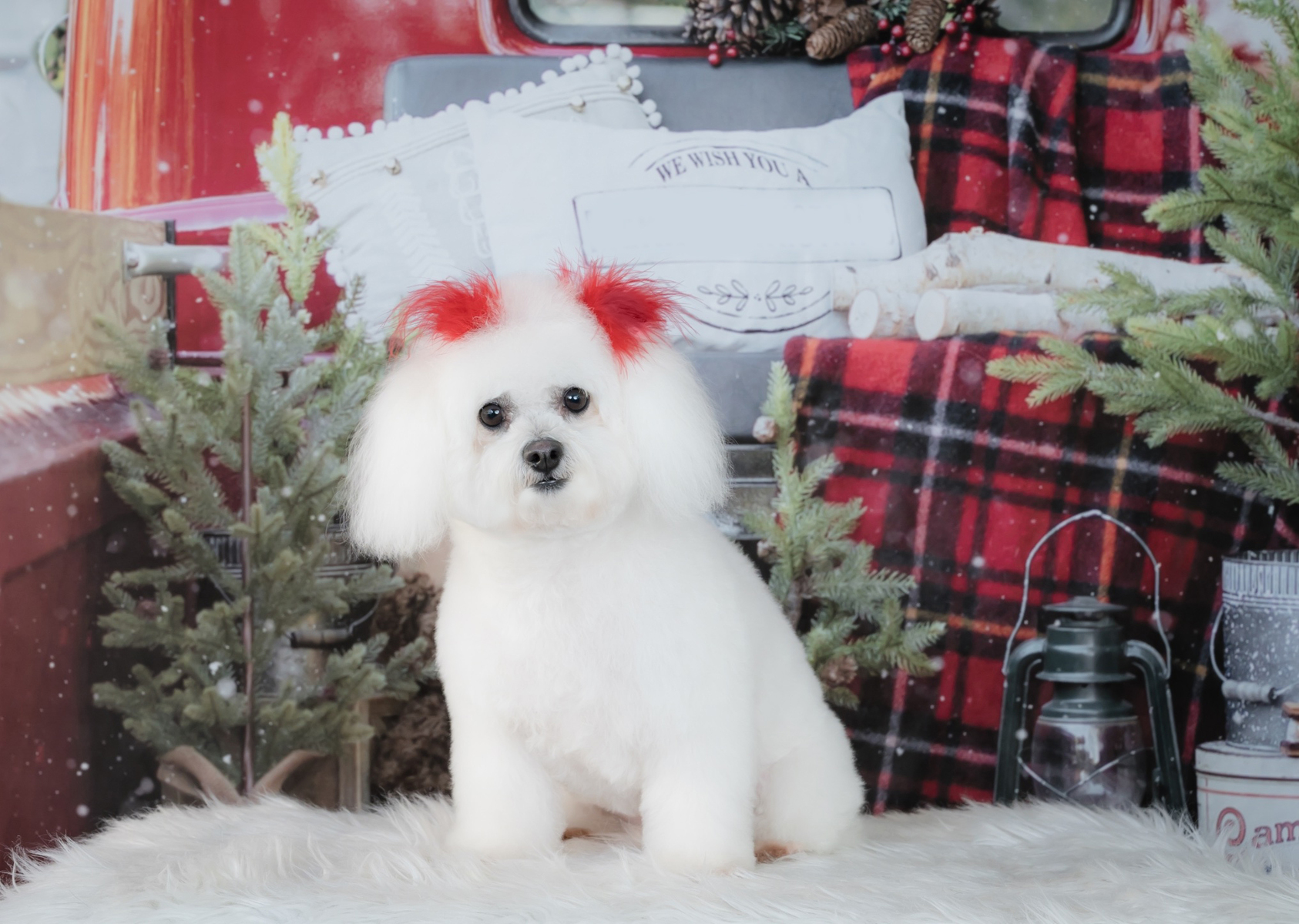 Holidays, Christmas Pet Photographer, Dog Pictures, Palm Beach Gardens, Jupiter, Palm Beach