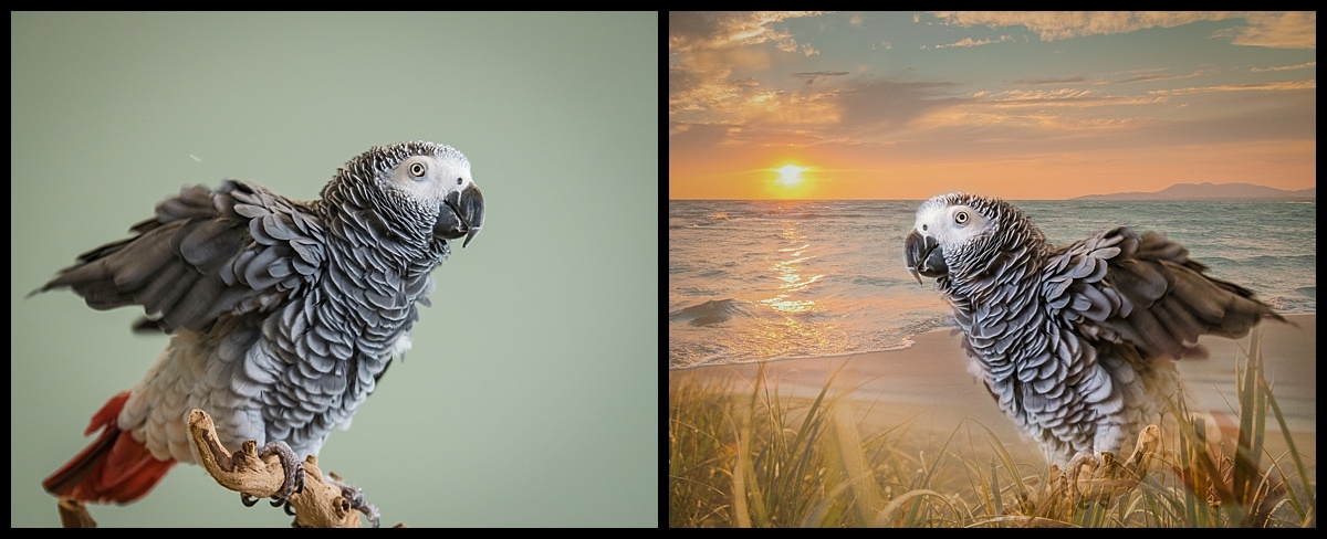 I took this picture in a class I was giving to Treasure Coast Exotic Bird Club