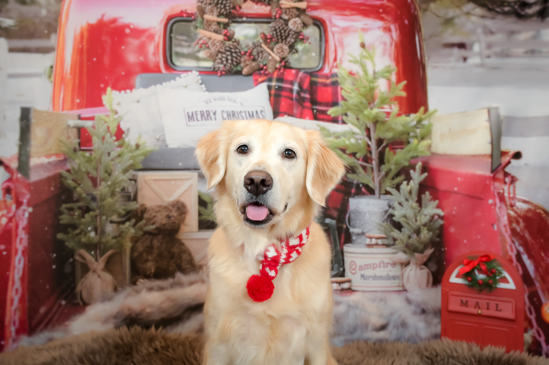 Holidays, Christmas Pet Photographer, Dog Pictures, Palm Beach Gardens, Jupiter, Palm Beach