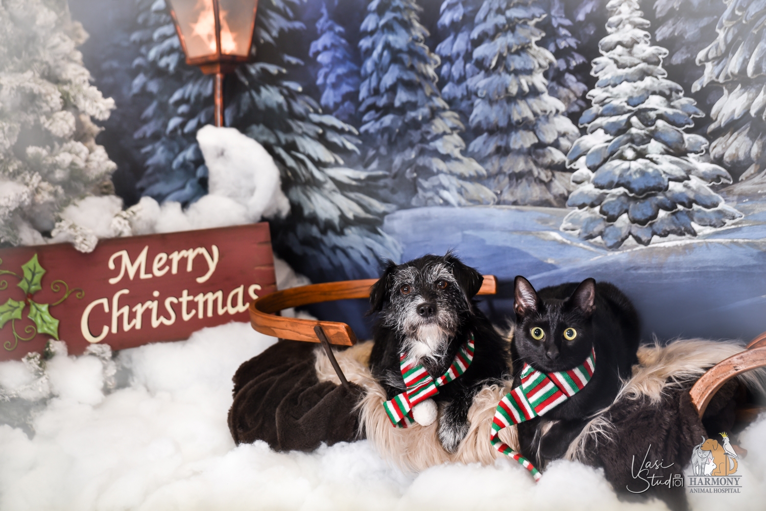 Cats and Dogs; People and Pets Holiday Portraits