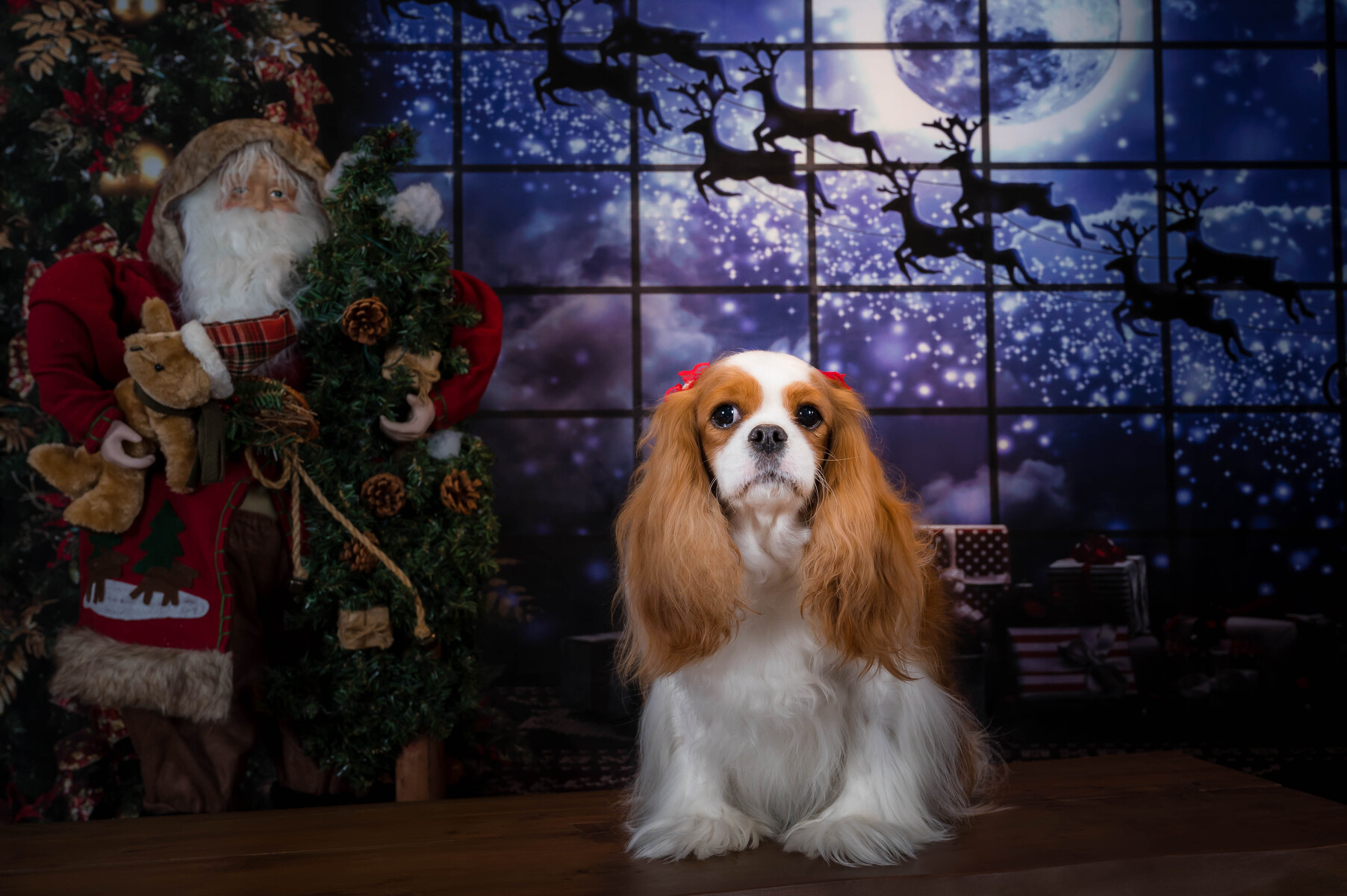 Holiday Dog Photos Palm Beach, Jupiter, West Palm Beach