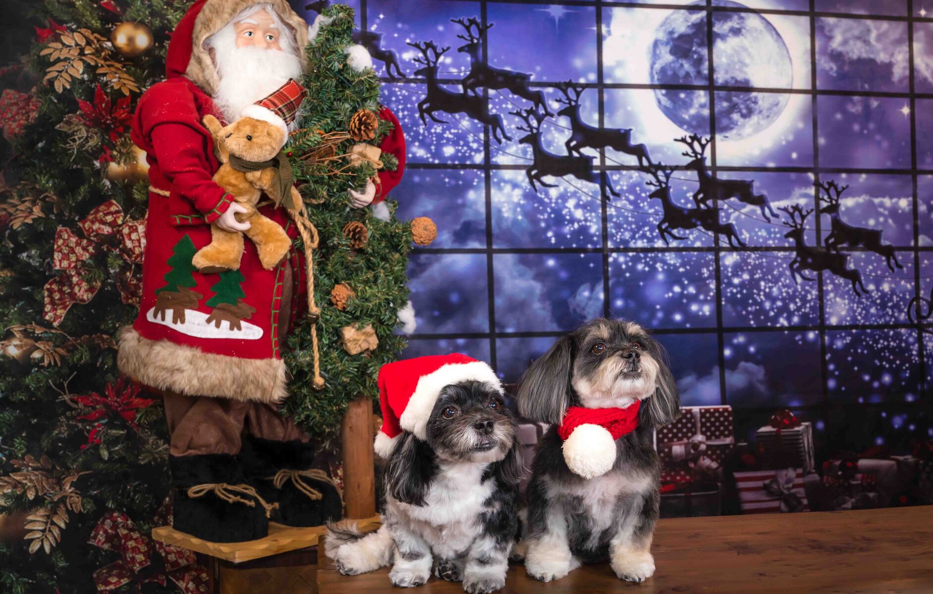 Holiday Dog Photos Palm Beach, FL. Christmas Pet Photos