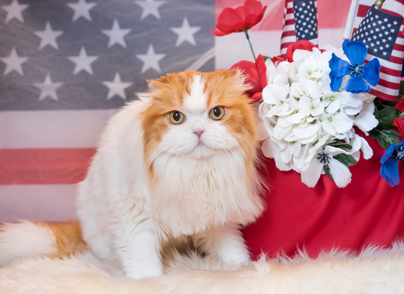 Vasi Siedman Pet Photographer