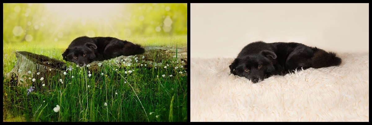 Before & After , Studio dog session in Palm Beach Gardens by Vasi Studio