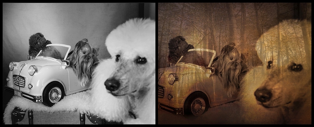 Before & After , Call us today and book your pet session. Vasi Studio