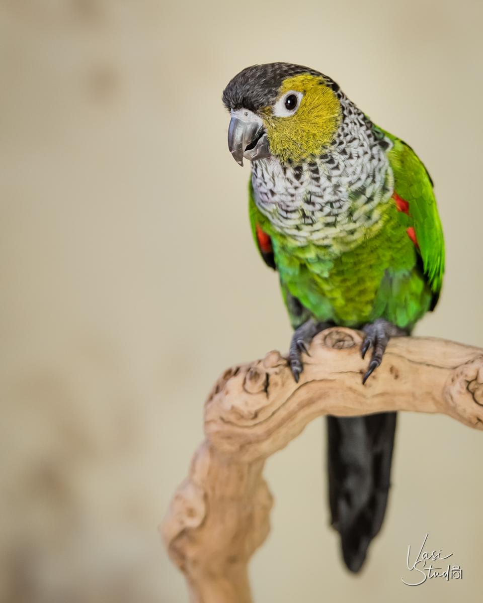 Pet Photography in Palm Beach Gardens, FL