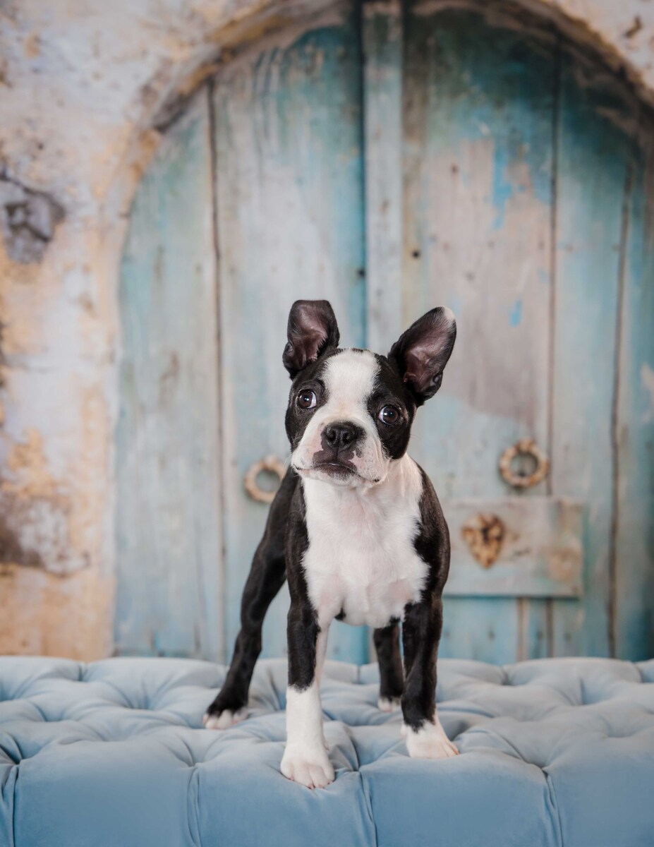 We specialize in family portraits and pet photography.