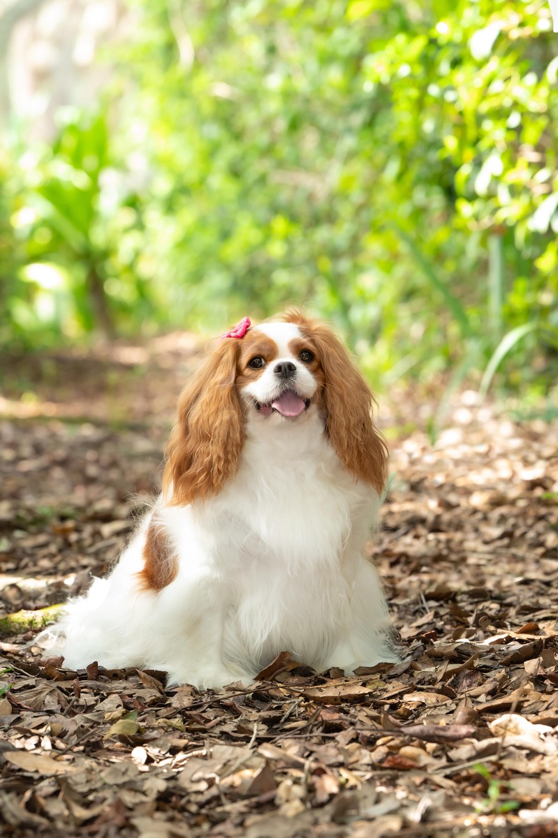 Pet Photography in Palm Beach Gardens,Palm BEach, Jupiter FL