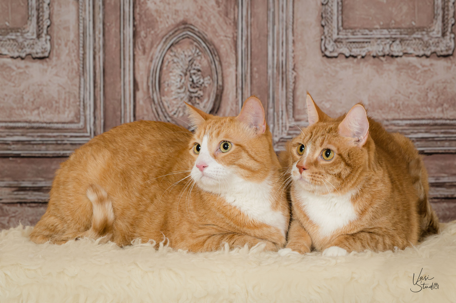 Pet Photography in Palm Beach Gardens,Palm BEach, Jupiter FL, Cats, Kitties