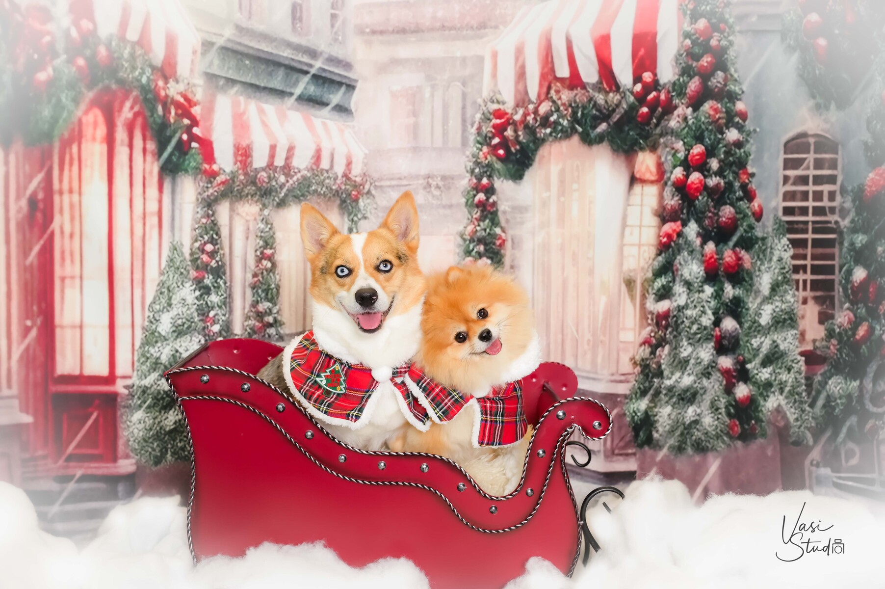 Holidays, Christmas Pet Photographer, Dog Pictures, Palm Beach Gardens, Jupiter, Palm Beach
