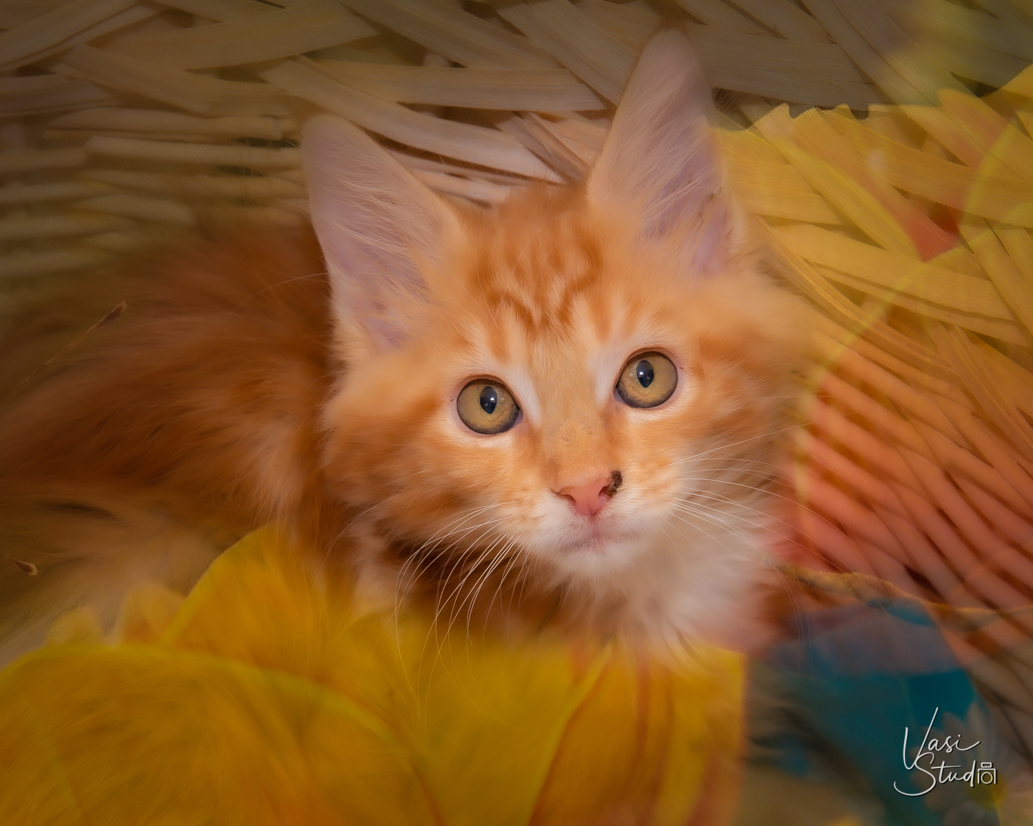 Let's support our local rescue organizations!  https://www.facebook.com/LUVAPET/  Photography by Vasi Siedman