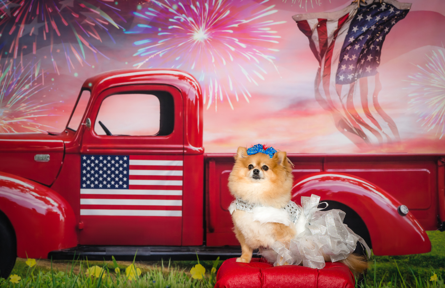 Vasi Studio is located in Palm Beach Gardens, FL. pomeranian