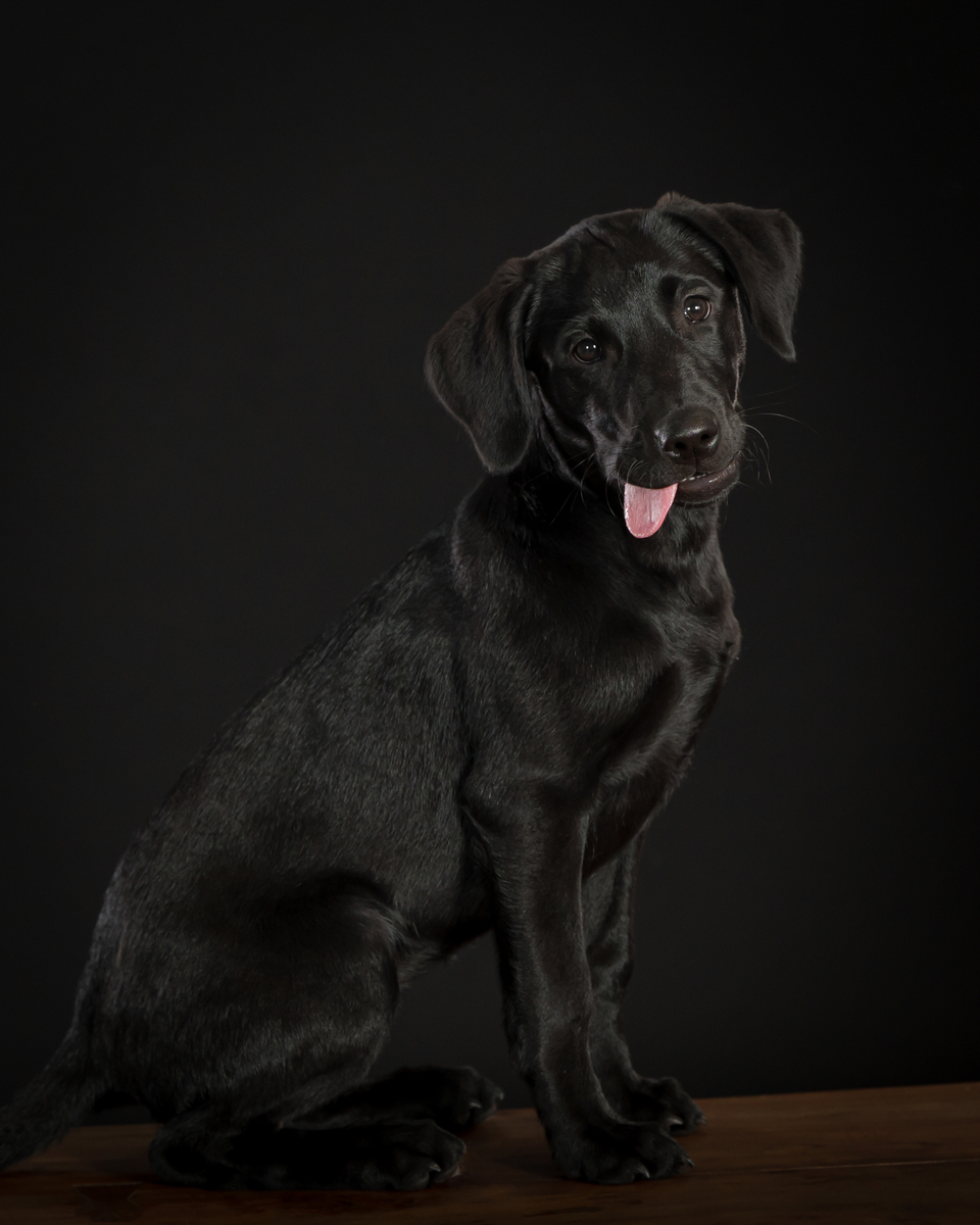 Pet Photography in Palm Beach Gardens, FL