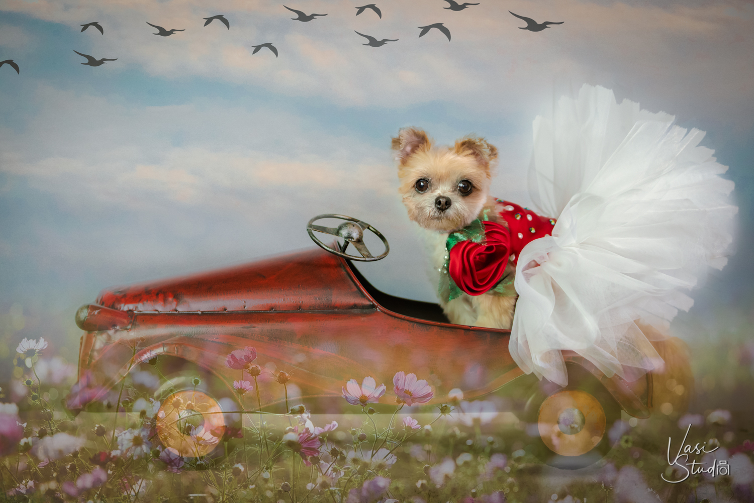 "Let's go for a ride!" Beautiful outfit by @furdrobe . Fine Art Pet Photography by Vasi Siedman