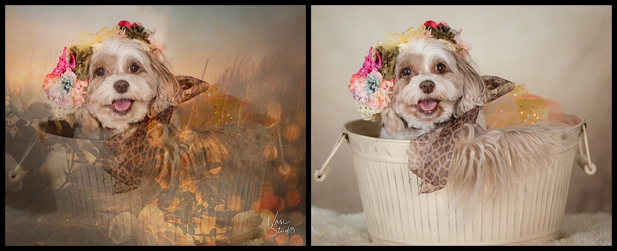 Before & After , I love my doggy. Park Session in North Palm Beach