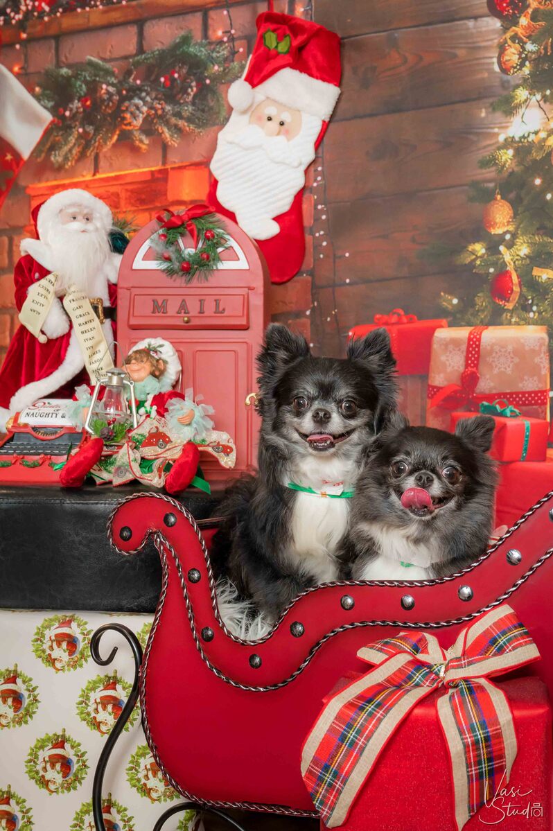 Holidays, Christmas Pet Photographer, Dog Pictures, Palm Beach Gardens, Jupiter, Palm Beach