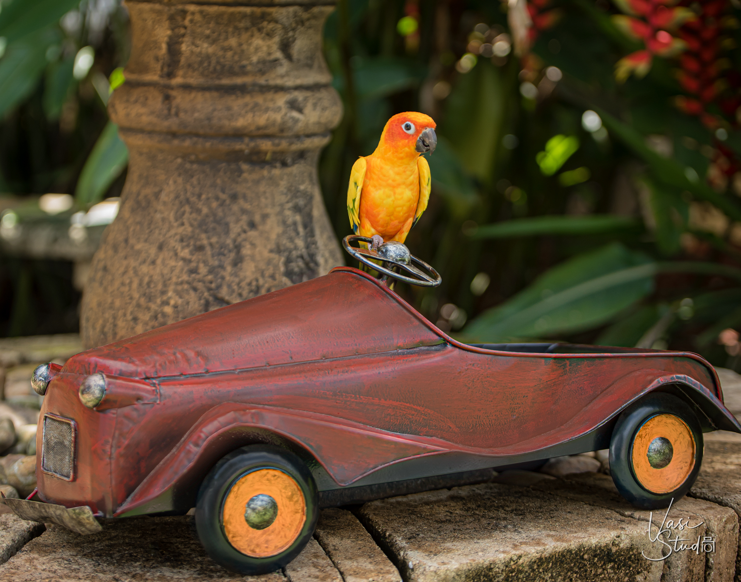 Parrot and Bird Pet Portaits.