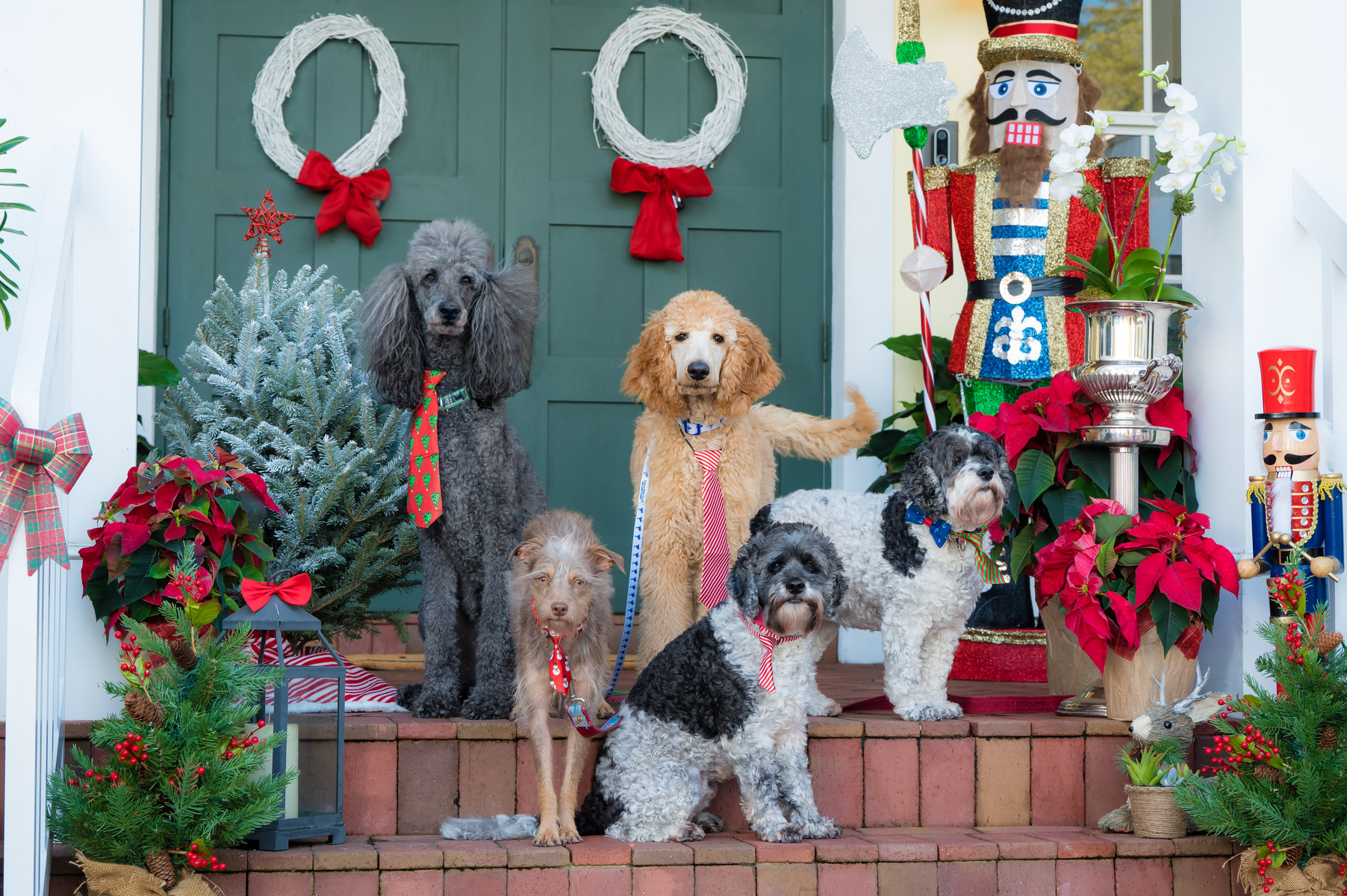 Cats and Dogs; People and Pets Holiday Portraits